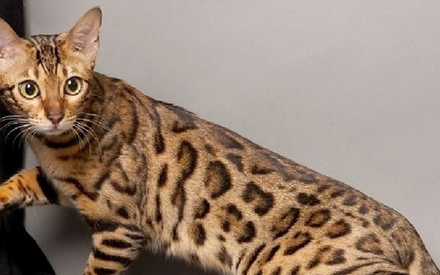 Cận cảnh con mèo giá 2,5 tỷ đồng, đại gia "bí ẩn" sẵn rút hầu bao