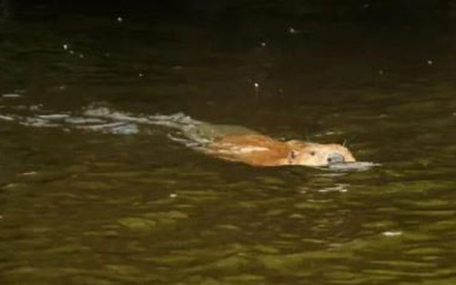 Loài vật ngỡ đã tuyệt chủng 400 năm bất ngờ "tái xuất"