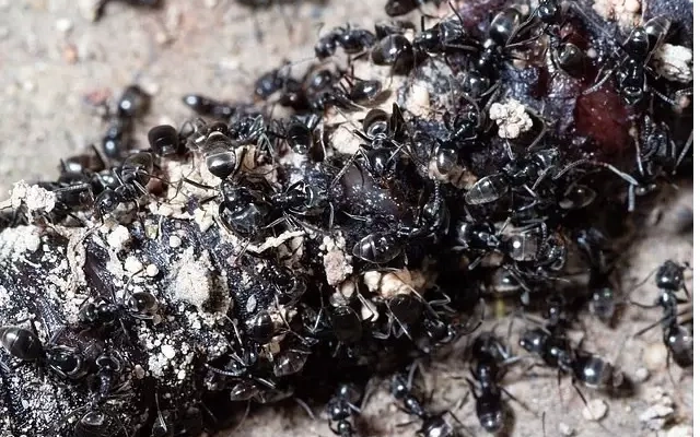 Đại quân ‘siêu kiến’ phá hoại châu Âu, gây mất điện, cắt đứt internet