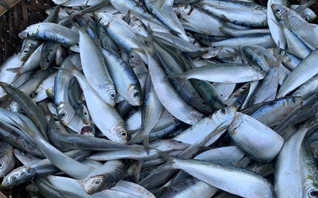 Loại cá "béo" giúp giảm mỡ máu, giàu omega-3 hơn cả cá hồi, giá rẻ bán la liệt chợ Việt