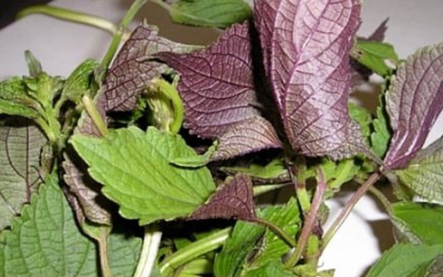 Nhóm người cần thận trọng khi dùng nước tía tô nấu với gừng