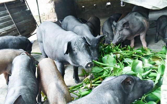 Loại rau phá môi trường, người Việt dùng nuôi lợn nay thành mặt hàng triệu đô: Việt Nam xuất khẩu top 1