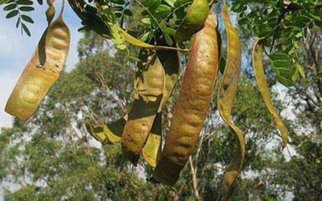 1 loại quả mọc dại ở Việt Nam có giá hơn 2 triệu đồng/kg ở Trung Quốc: Hóa ra là "kho" dược liệu quý