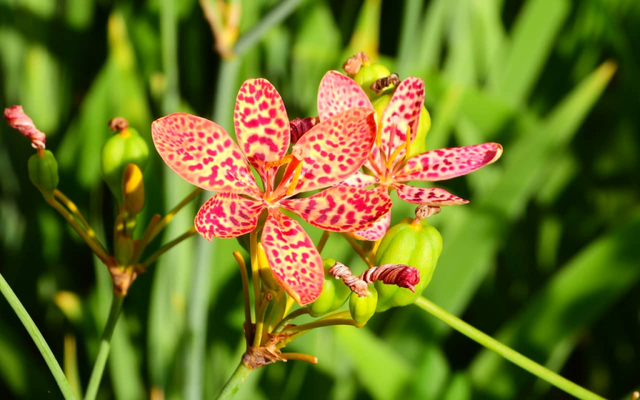 Loại cây Việt Nam trồng làm cảnh, củ sấy khô có giá 1 triệu đồng/kg ở Trung Quốc: Hóa ra là dược liệu quý