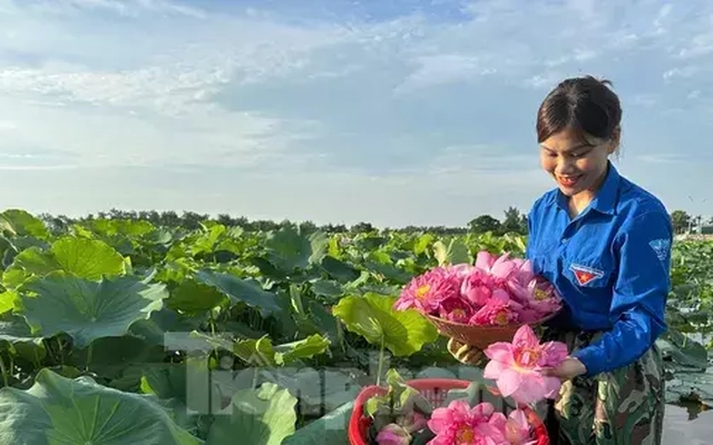 'Biến' vùng đất hoang hóa thành đầm sen thu tiền triệu mỗi ngày