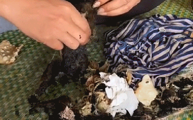 Món đen sì như than cháy khiến ai cũng tưởng khoai nướng, hoá ra là đặc sản "rùng mình" ở nhiều vùng quê Việt