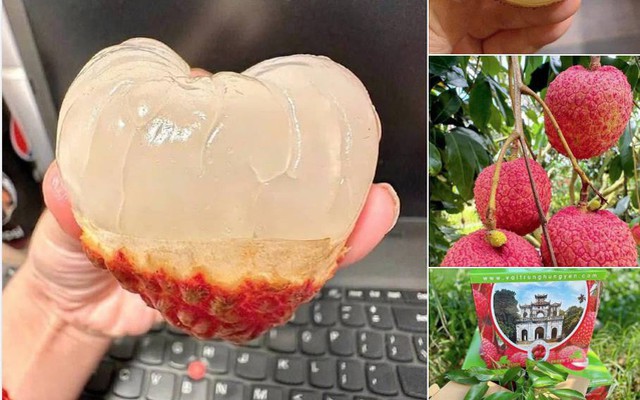 Loạn giá vải trứng Hưng Yên: Nơi 240.000 đồng/kg, nơi chỉ 45.000 đồng/kg, chuyện gì đây?