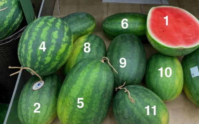 Trong 10 quả dưa hấu, đâu là quả ngọt, mọng nước nhất? Chat GPT đưa ra câu trả lời bất ngờ