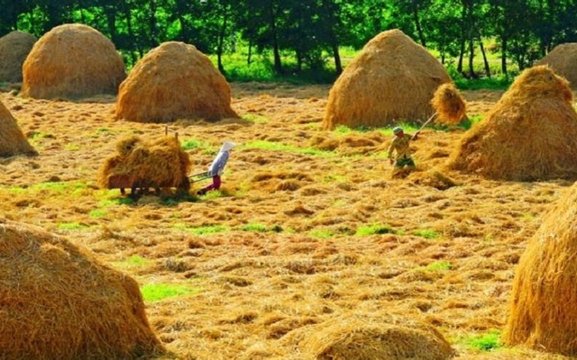 Sau mỗi mùa vụ, người Việt lại làm 1 việc: "Kho báu tỷ đô" bị thiêu rụi, hại cả môi trường lẫn sức khỏe