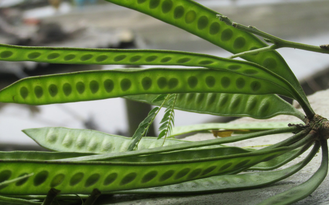 Loại quả mọc dại ở Việt Nam có giá 2,1 triệu đồng/kg ở Trung Quốc: Dùng để tắm, ngâm chân cực tốt