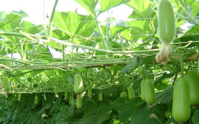 Loại quả mọc bờ bụi xưa nay hóa đặc sản, "có giá" trên mâm cơm