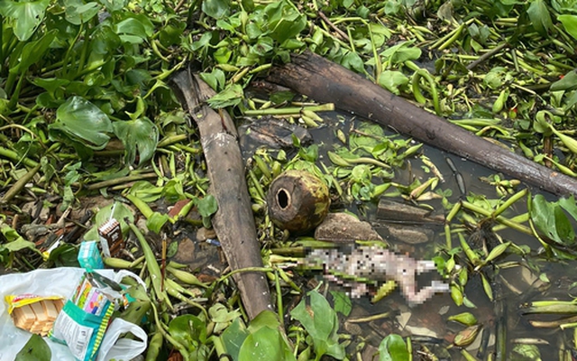 TP HCM: Phát hiện thi thể trẻ sơ sinh trong đám lục bình