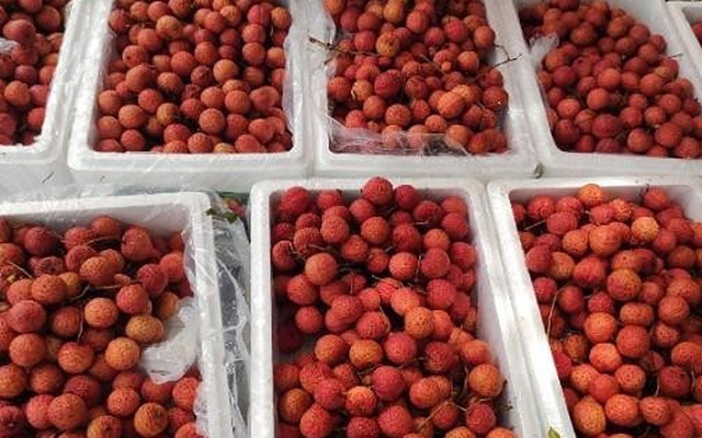 'Ruby đỏ' của Việt Nam ngon đến mức người Trung Quốc cũng phải tấm tắc khen, giá xuất khẩu tăng gấp 3 lần trong năm nay