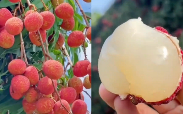 Một phụ nữ phải đi cấp cứu vì ăn hơn 100 quả vải: Có thể ăn tối đa bao nhiêu quả vải một ngày?