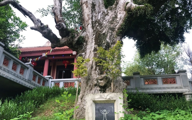 Việt Nam có “báu vật” cụ cây 2.100 năm tuổi sừng sững trước cổng đền thiêng: Vì sao cây sống lâu tới vậy?