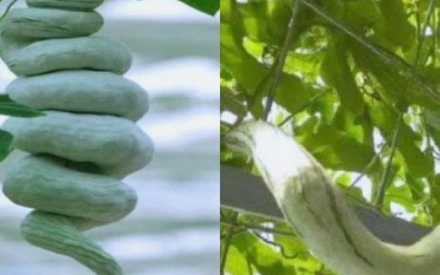 Cây “đẻ ra rắn”: Trồng 1 lần ăn nửa năm không hết, hái bán là hốt bạc, ở Việt Nam cũng có