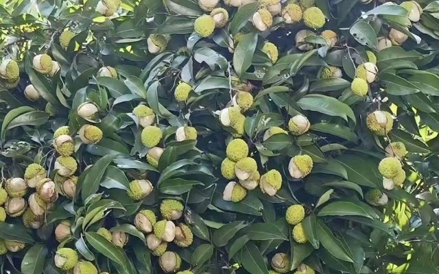 Xuất hiện loại vải "gây lú" mùa hè: Nhìn tưởng đột biến, ai ngờ lý do lại khiến dân mạng vừa buồn cười vừa thương