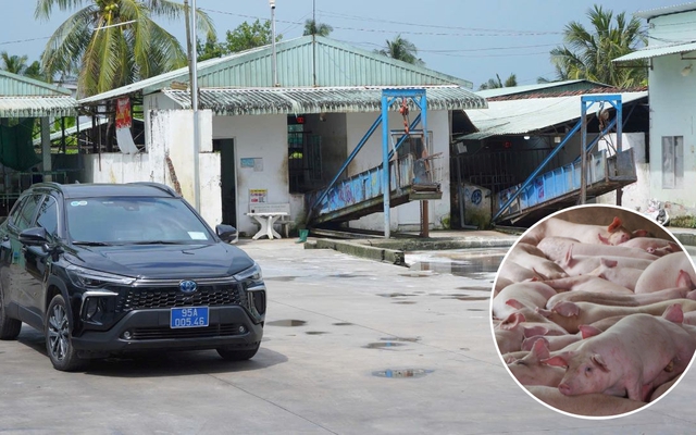 Cận cảnh bên trong cơ sở giết mổ heo gia công cho Công ty C.P Việt Nam tại Hậu Giang