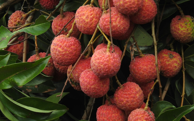 Ăn hơn 10 quả vải, bé gái 6 tuổi nhập viện cấp cứu