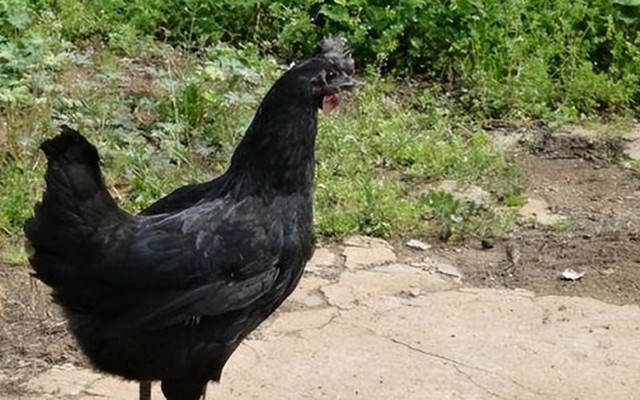 Năm 1985, các chuyên gia phát hiện ra ba con gà đen kỳ lạ: Chúng hóa ra là một loài siêu hiếm có thể đẻ ra trứng xanh!
