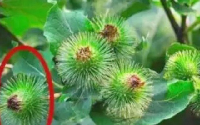 Cỏ dại người thường không ai hái, ai tinh mắt đem bán bỗng vớ được “mỏ tiền”