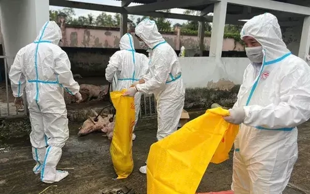 Bạc Liêu lý giải việc 'mất 50 con heo' bị bệnh khi đưa đi tiêu huỷ