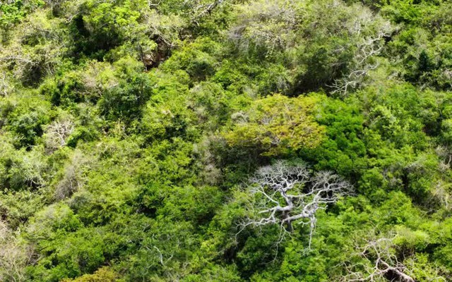 Mùa hoa xay trên Núi Chúa