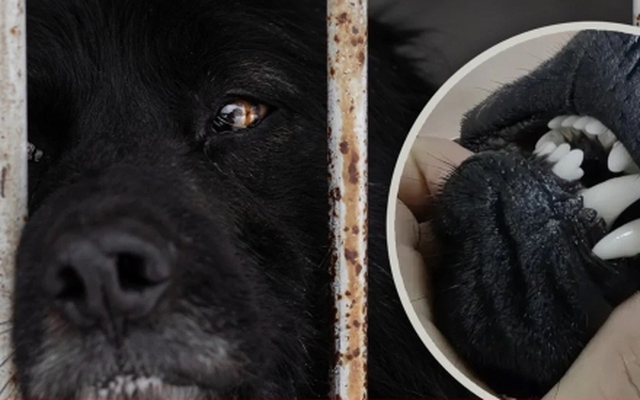 Buổi livestream tàn nhẫn nhổ răng chó sống bán để 'đuổi tà ma' gây phẫn nộ