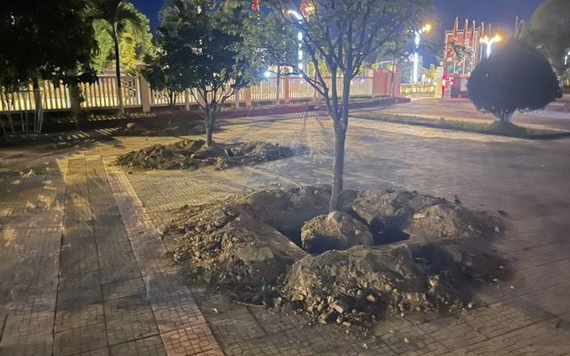 Vì sao nhiều cây hoàng mai ở Huế bị bới lên rồi trồng lại trước khi bàn giao trụ sở?