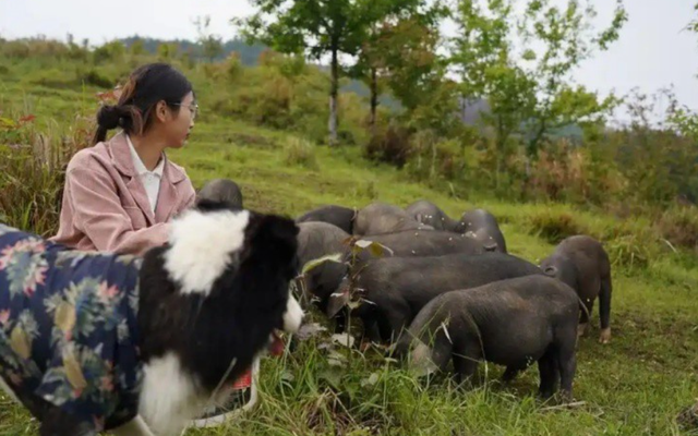 Nữ tiếp viên hàng không bỏ phố về quê nuôi lợn: 2 tháng bỏ túi hơn 700 triệu đồng nhờ livestream, ai nghe cũng 'ngã ngửa'