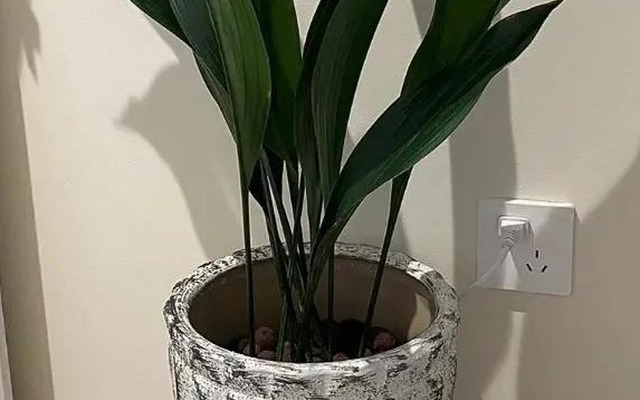 5 cây này là "khắc tinh" của formaldehyde: Nuốt sạch bụi mịn, tẩy uế khí rất tốt