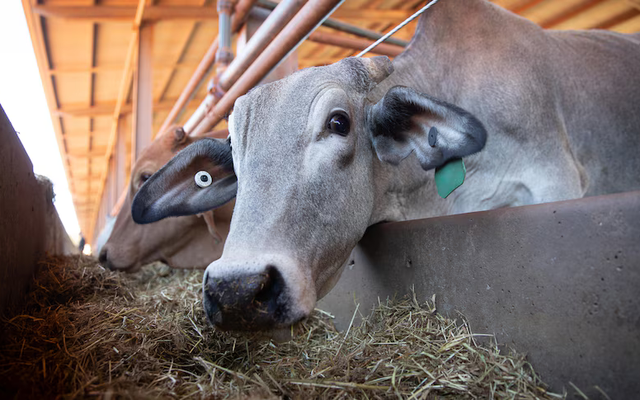 Nhập hơn 20.000 con bò, "siêu cường ĐNÁ" toan tính gì cho chiến lược 10,4 tỷ USD?