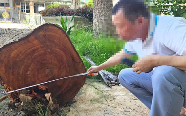 CLIP: Cận cảnh các cây gỗ trong trụ sở bị cưa bán trước khi sáp nhập