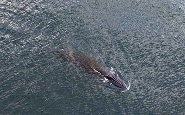 Cá voi dài hơn 10 m xuất hiện săn mồi gần bờ biển Quy Nhơn