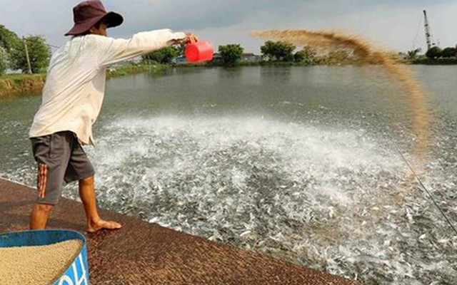 'Cá tỷ đô' của Việt Nam được Trung Quốc, Mỹ mê không lối thoát vì vừa rẻ vừa ngon: Bỏ túi hơn 800 triệu USD, sản lượng đứng đầu thế giới