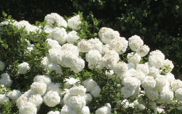 Ông bà dặn: Trồng 3 cây này trong sân, vinh hoa phú quý 3 đời con cháu