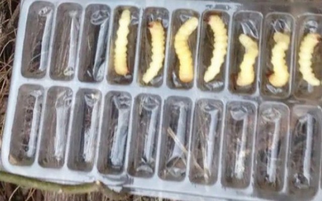 Loài “phá rừng” thành đặc sản siêu protein, dân bắt đem bán đếm tiền mỏi tay