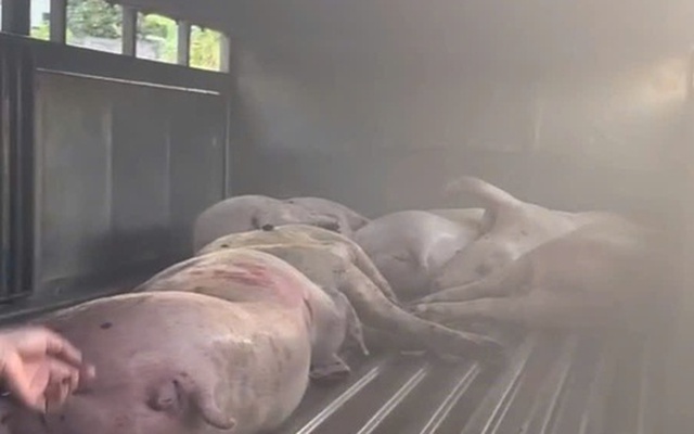 Điều không ngờ trên xe tải đỗ trước sân lò mổ heo