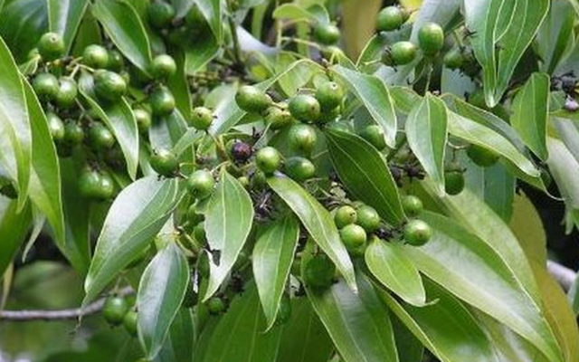 Việt Nam sở hữu hơn 180.000 ha 'sản vật' quý hiếm của thế giới, thu về 123 triệu USD kể từ đầu năm