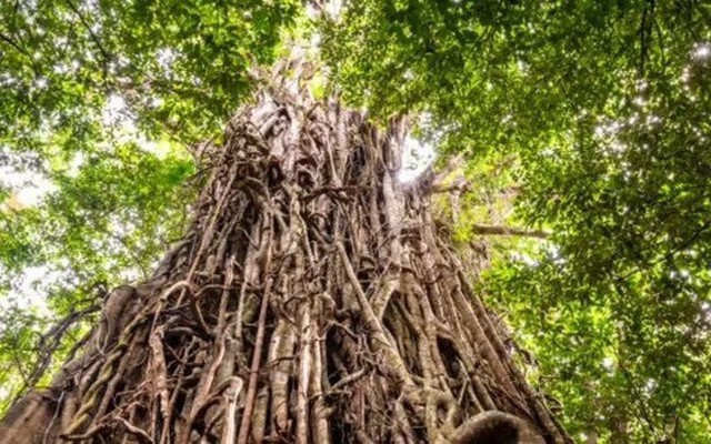 10 loài cây cư xử như động vật: Săn mồi, thả thính và siết chết kẻ khác