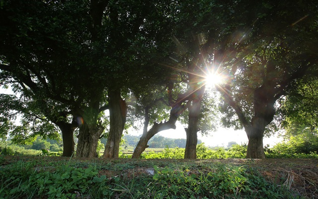 Cụ duối hơn 1.000 tuổi là biểu tượng tâm linh giữa làng cổ Hà Nội: "Chứng nhân" từ thời đại Ngô Quyền