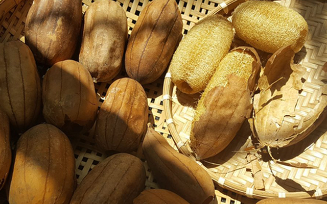 Thứ đặc sản xưa rụng thối gốc không ai nhặt, nay quý như "mỏ vàng" nhặt bán gần 1 triệu/kg