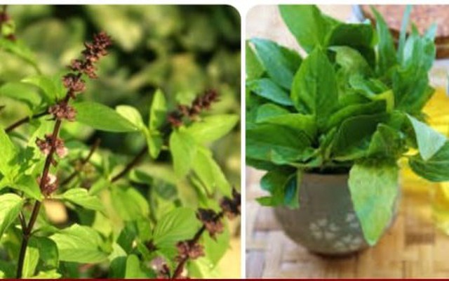 Ăn rau húng quế có tốt cho thận?