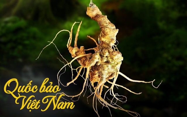 Quốc bảo Việt Nam lọt mắt xanh của "đại gia" THACO: Mục tiêu xuất khẩu thu về 50 triệu USD