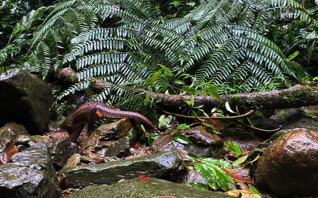 Việt Nam phát hiện loài động vật quý hiếm, phải vượt 600km để tái thả trong đêm: 1 hành động sai có thể mất đến 15 tỷ đồng