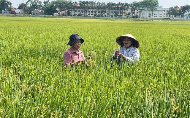 Canh tác lúa SRI theo hướng hữu cơ: Giảm chi phí đầu vào, tăng năng suất