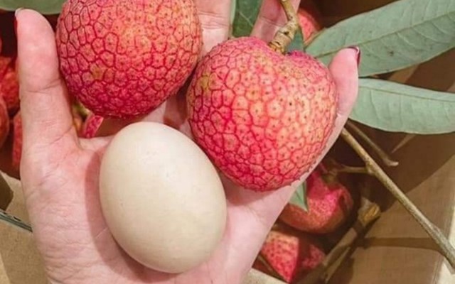 Loại vải hơn 10.000đ/quả, to bằng trứng gà: Người ăn nhận xét "Chưa bao giờ ăn vải nào ngon thế này"