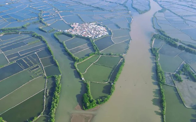 Phục hồi rừng ngập mặn đầm Nha Phu: Kỳ vọng một vành đai xanh tương lai