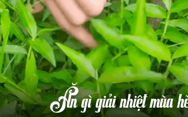 "Loại rau" gây ngỡ ngàng nhất mùa hè này: Tưởng là cỏ mọc dại nhưng nấu được loạt món ngon giúp thanh nhiệt cực tốt