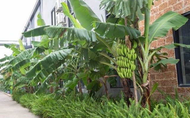 Người xưa dặn trồng chuối sau nhà, nhưng trước cửa mà có thứ này thì ĐỪNG DẠI làm theo!